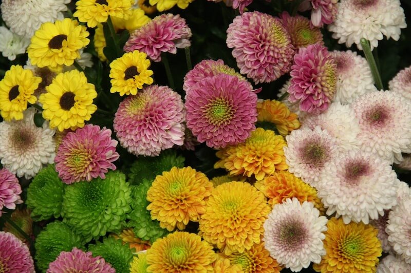 Chrysanthèmes Santini de différentes couleurs